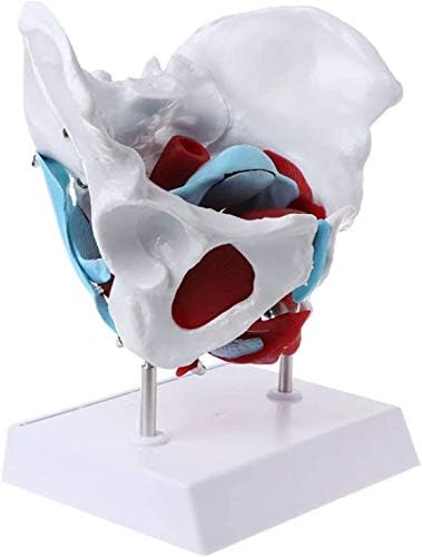 AMDHZ Anatomi Modeli Kadın Pelvis-Pelvik Taban Kasları ve Üreme Organları-Kadın Pelvis İskelet Modeli-Anatomik Modeli-Çıkarılabilir